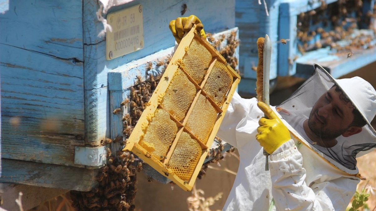 Bu bal başka bal! Bayburt yaylalarında 'altın' hasadı başladı: Sıcak hava etkilemedi, verimiyle üreticiyi mutlu etti