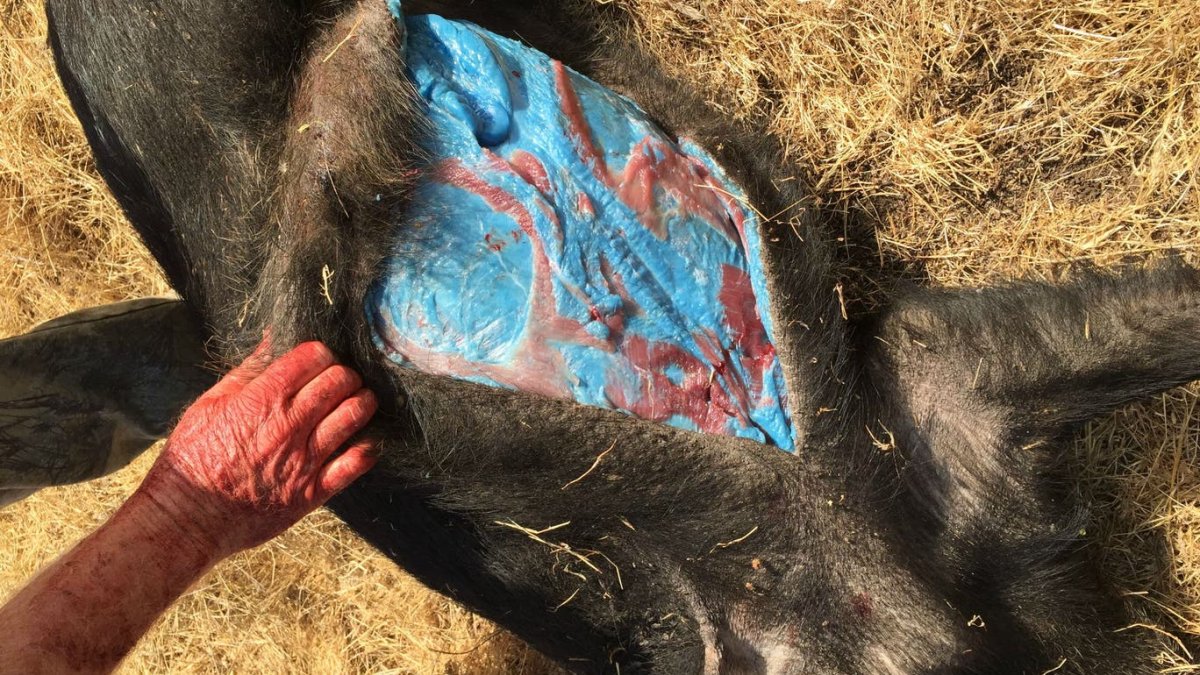 Avladığı hayvanın eti mavi çıktı, uzmanlar acil uyardı: "O eti sakın yemeyin!"