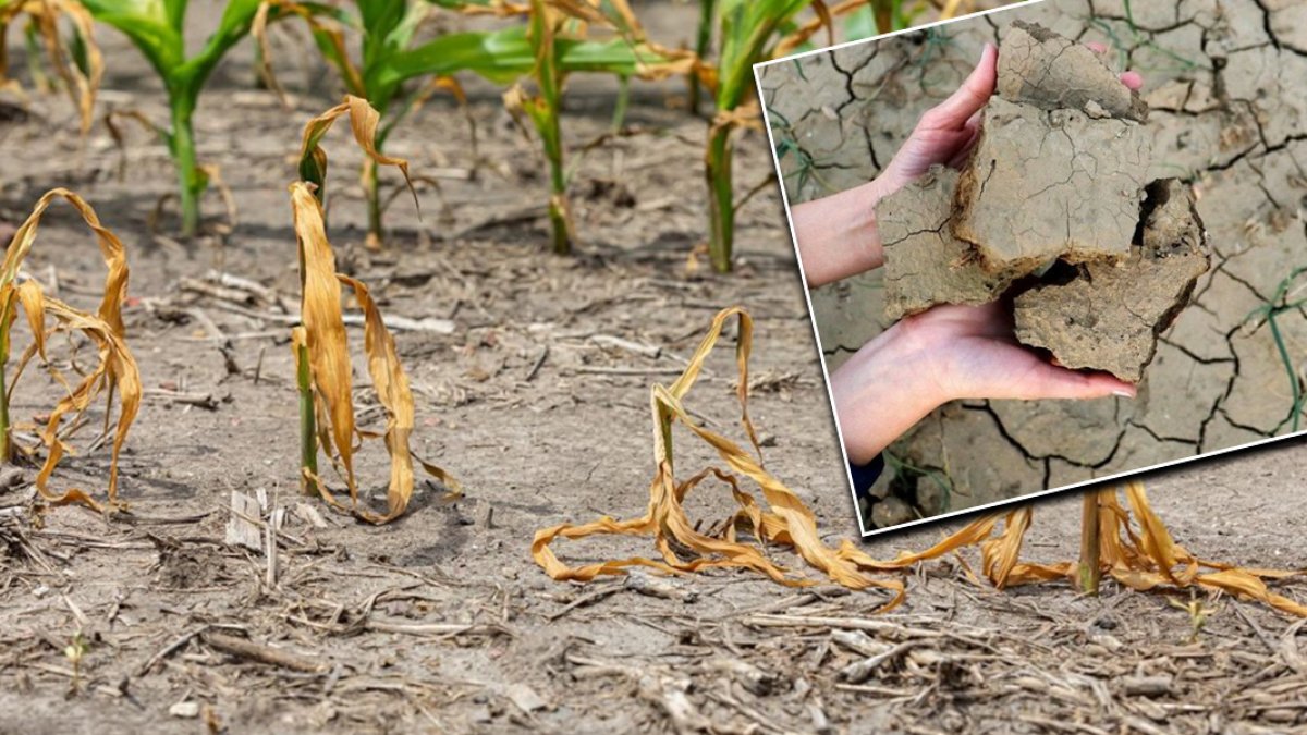 Kuraklık tarım sektörünü vurdu: Rekolte ve ürün fiyatları tehdit altında