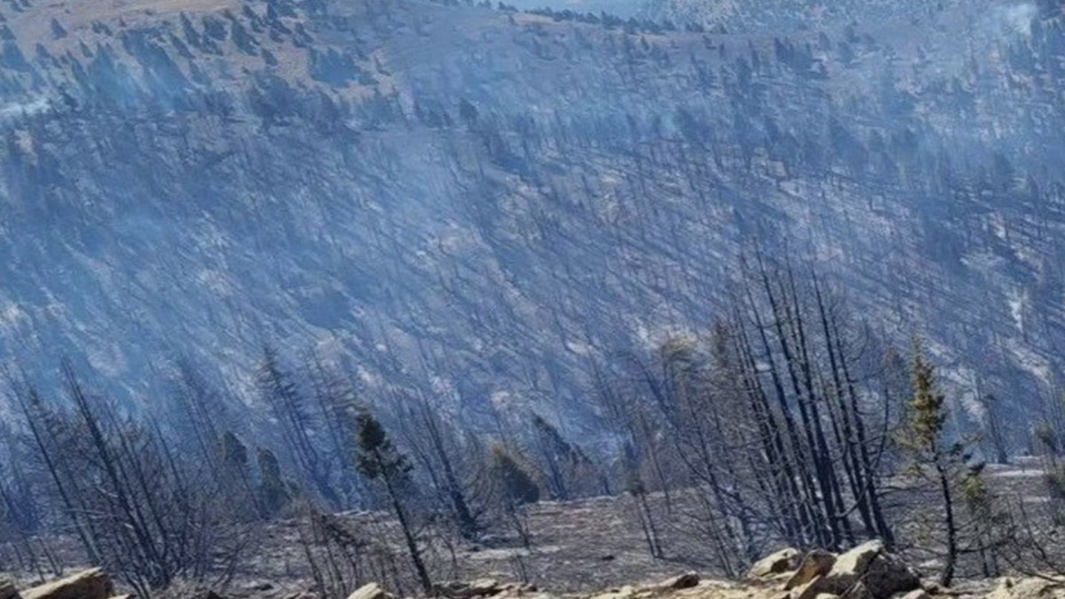 Kahramanmaraş’ta orman yangını