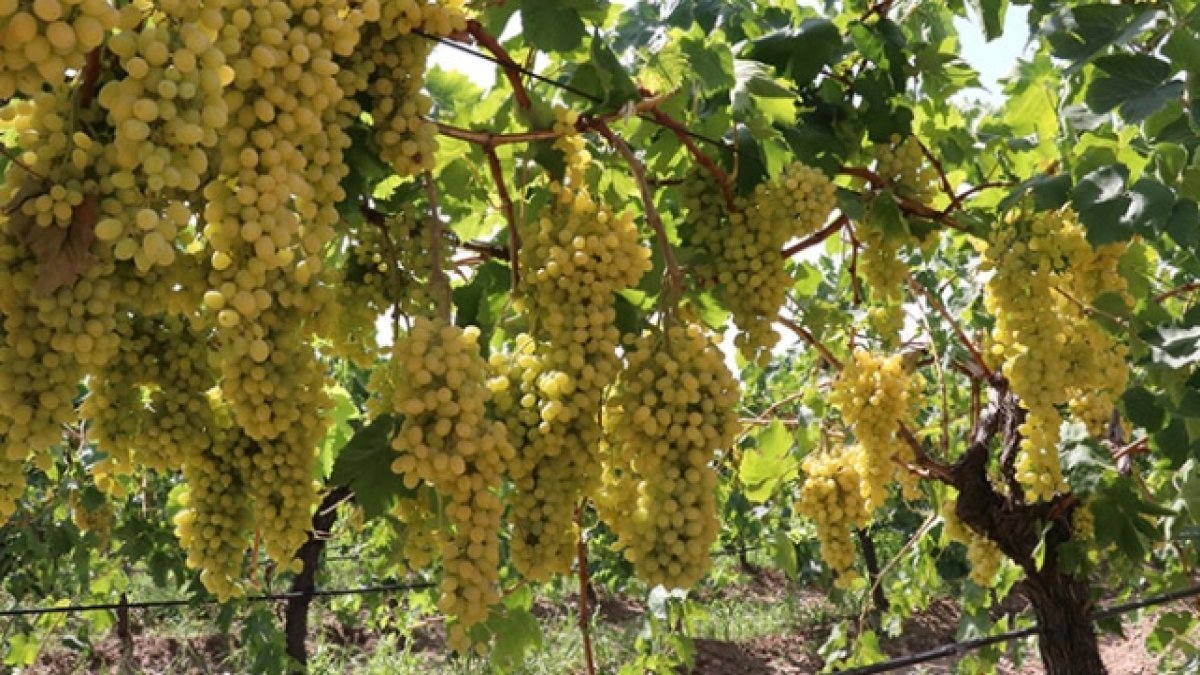 Olumsuz havaya rağmen verimli sezon! Ege'nin incisinde hasat başladı: 65 bin ton üzüm dünya sofralarında!