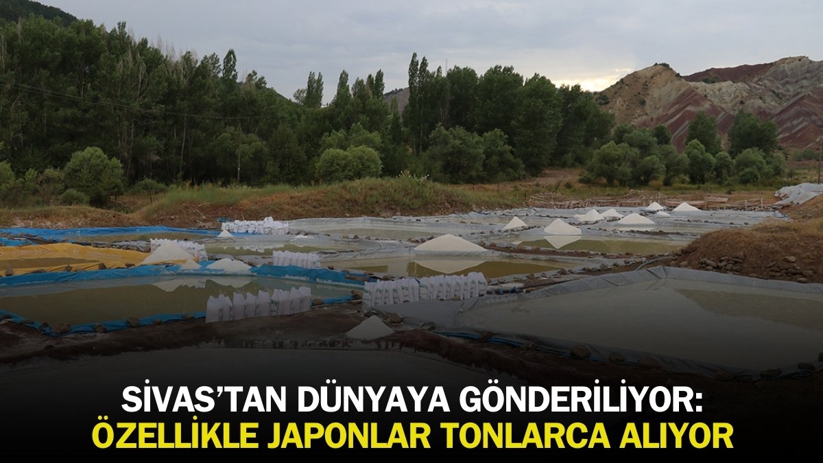 Sivas’tan çıkıyor Japonlar akın ediyor! Kiloyla değil tonlarca alıyorlar: Her sofranın vazgeçilmezi