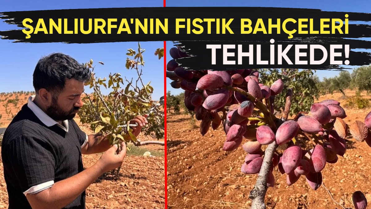 Türkiye'nin fıstık ambarı tehlikede! O hastalık yüzde 30'unu kurutabilir: Şanlıurfa'nın fıstık bahçeleri tehlikede