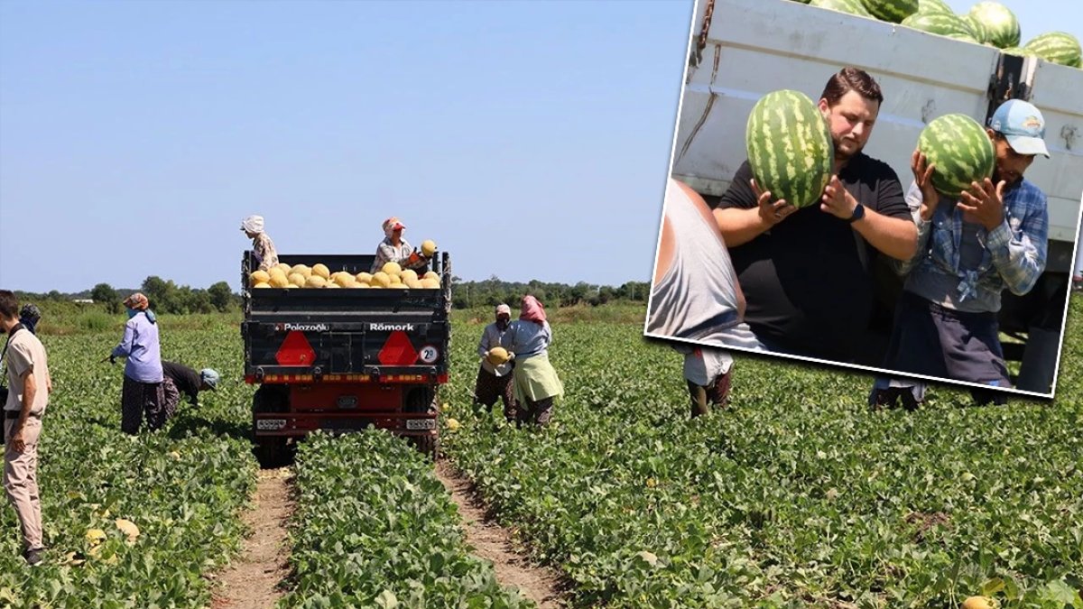 Tarımda planlama eksikliği fiyatları vurdu: Karpuz tarlada 2, markette 8,5 TL