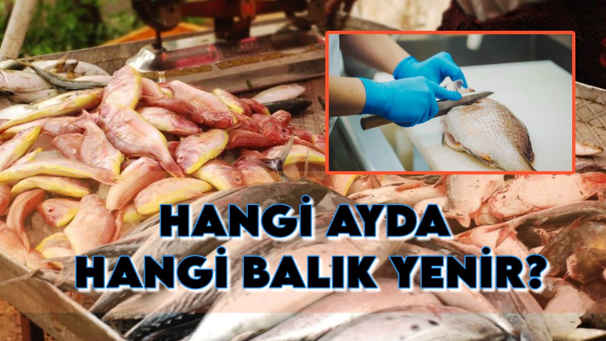 Sofralar şenlensin: İşte ay ay balık takvimi! Ağustos'ta hangisi yenir, palamut ve lüfer için ne zaman beklenir?