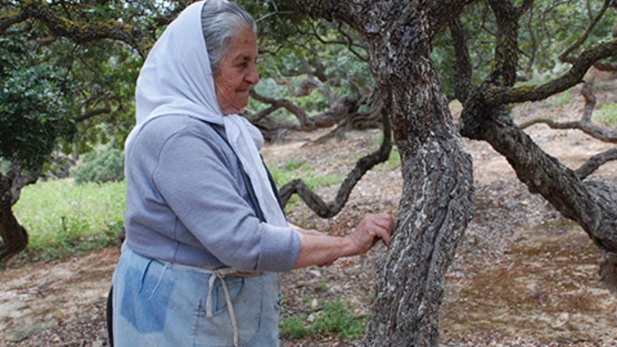 Dünyada bir Yunanistan’da bir de Türkiye’de bulunuyor! Başka yerde imkansız… Kilosu 15.000 TL’den kapış kapış gidiyor