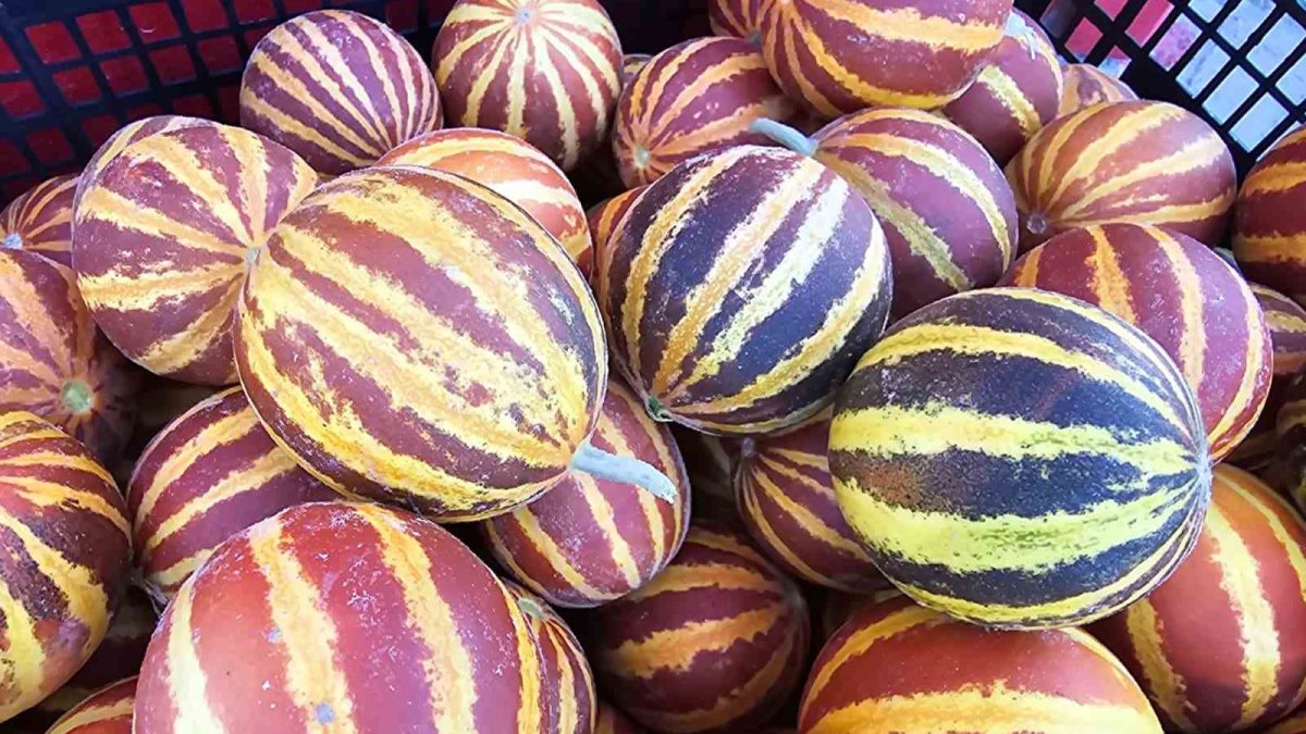 Bu kavun diğerlerinden farklı! Çeyizlerine olmazsa olmazı: Rengi, kokusuyla dikkat çekiyor: Şamama kavunu tezgahlarda