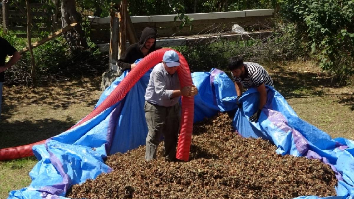Ordu’da zorlu mesai başladı! Sıcak onları durdurmaya yetmiyor: 20 gün çalışacak, saatlik 4.500 TL alacaklar!