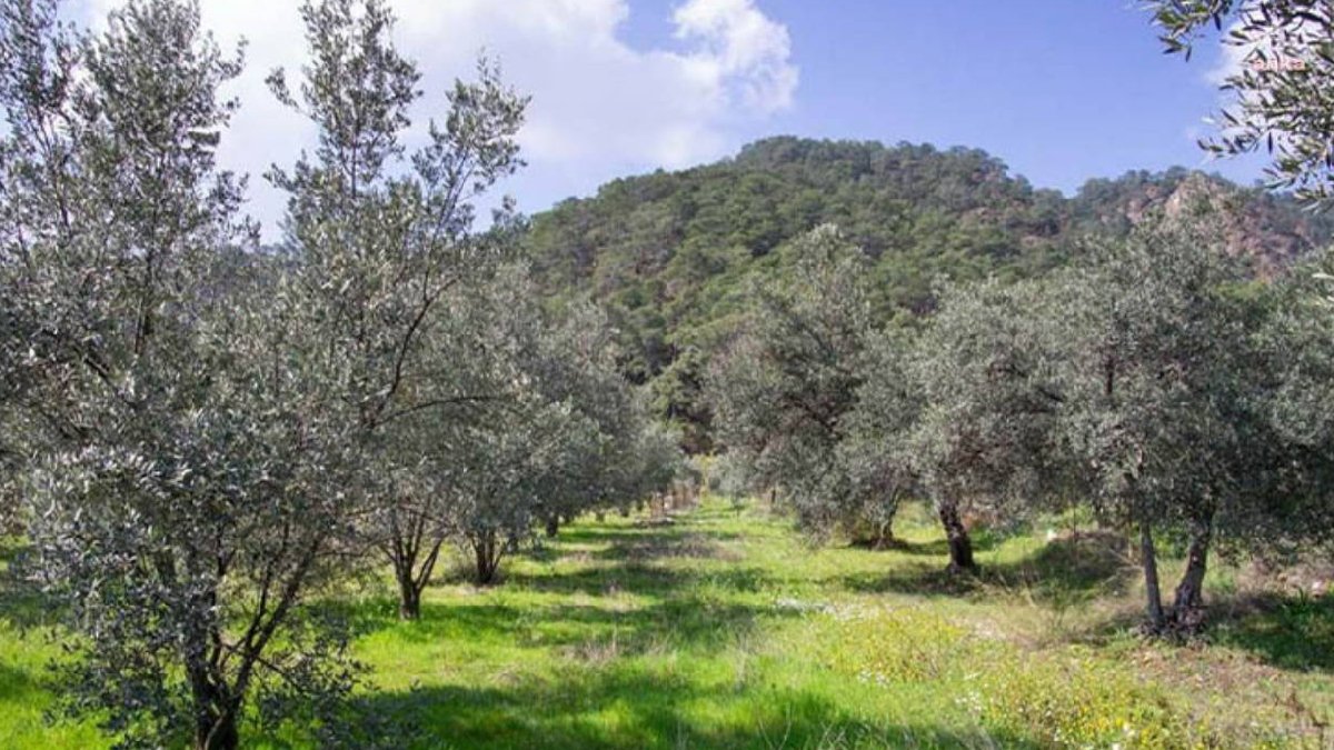 Soma Çimento’ya ÇED olumlu kararı: Orman ve zeytinlikler risk altında