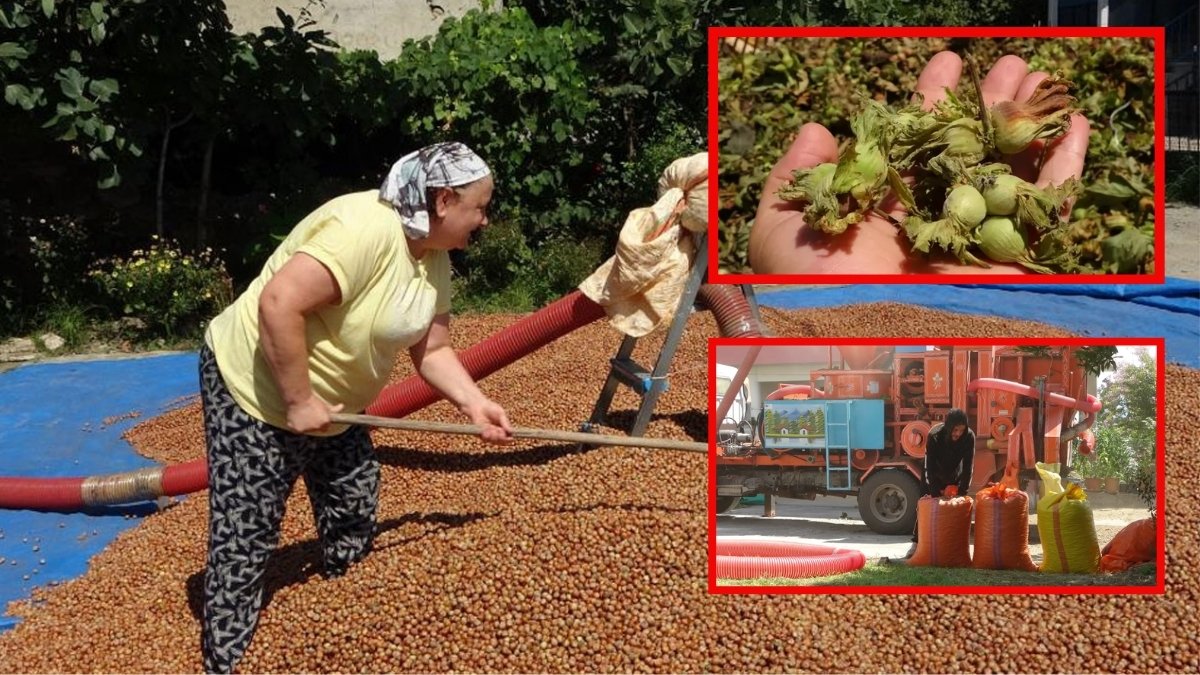 Hasat başladı, mahsul yüzleri güldürmedi! 20 gün çalışacaklar, saatlik 4500 lira alacaklar…