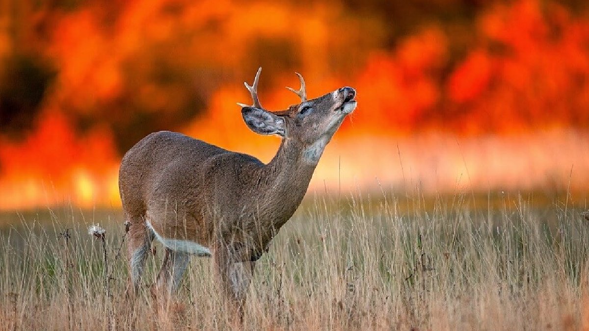 WWF - Türkiye'den avcılık uyarısı: Yangından kurtulan canlar, kurşunla ölmesin