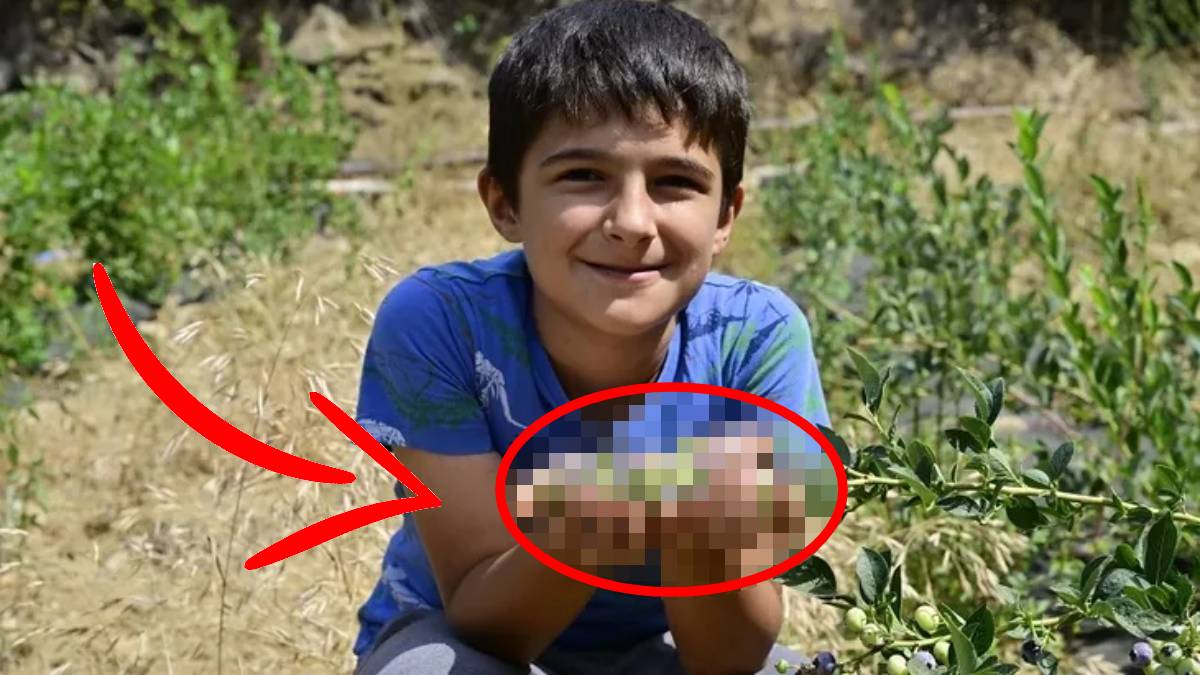 Tutmaz diye ektiği topraktan bereket fışkırdı! 50 yıl ürün veriyor, kilosu 500 TL’den kapış kapış gidiyor