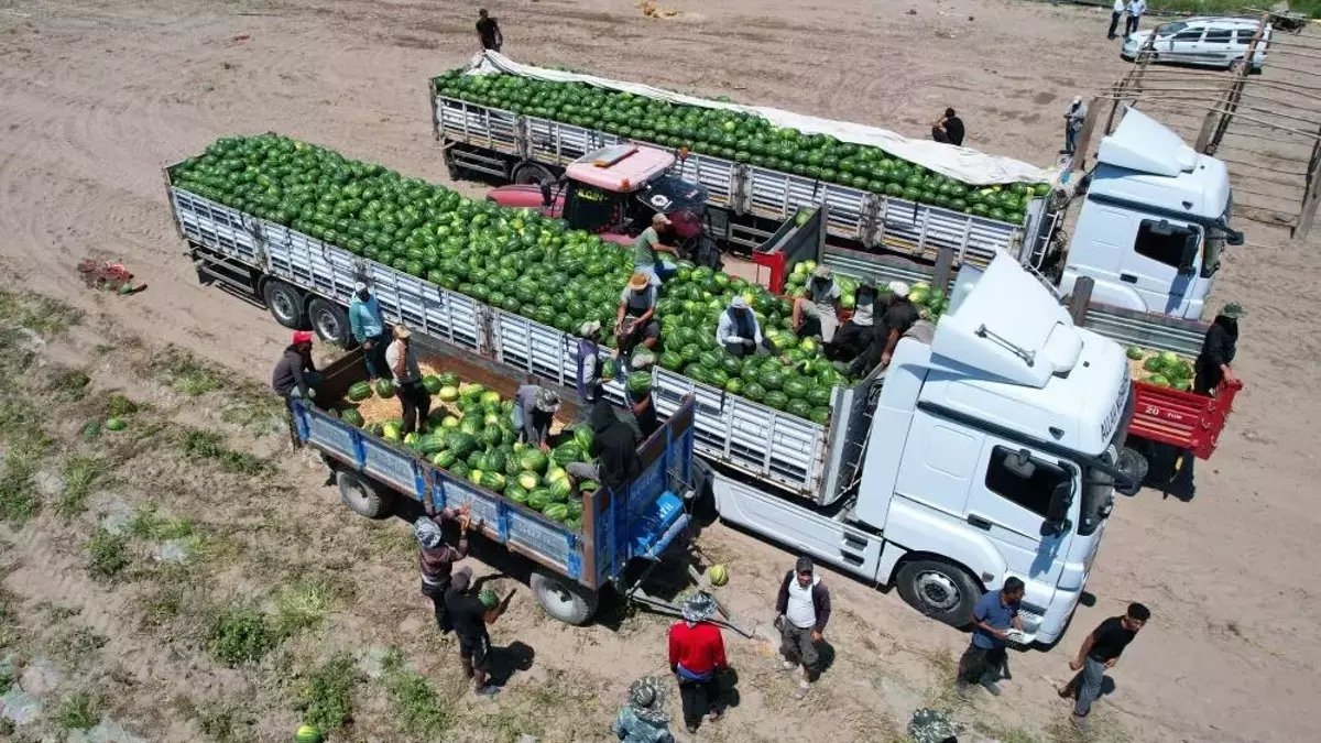 Kilosu 10 liradan satılıyor, üretimin yüzde 25’ini burası karşılıyor! İlk hasat yapıldı, 8 tonluk verim alındı