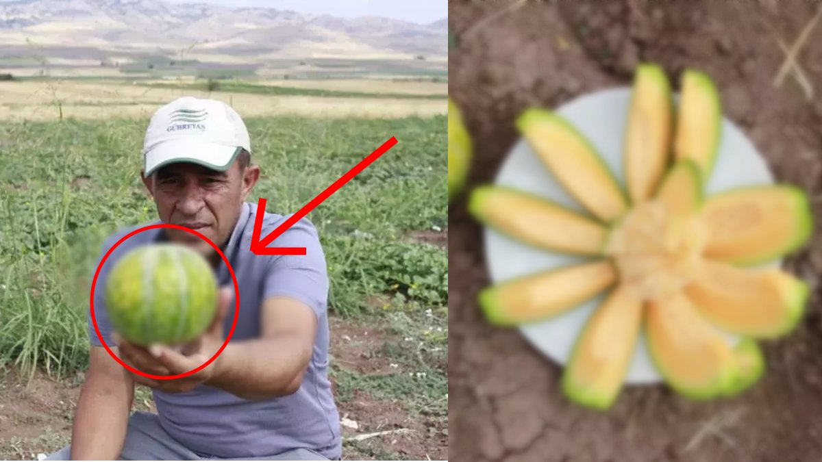 Tadı muzu andırıyor: Türkiye'nin en nadir lezzeti 'Yer muzu'na talep patladı