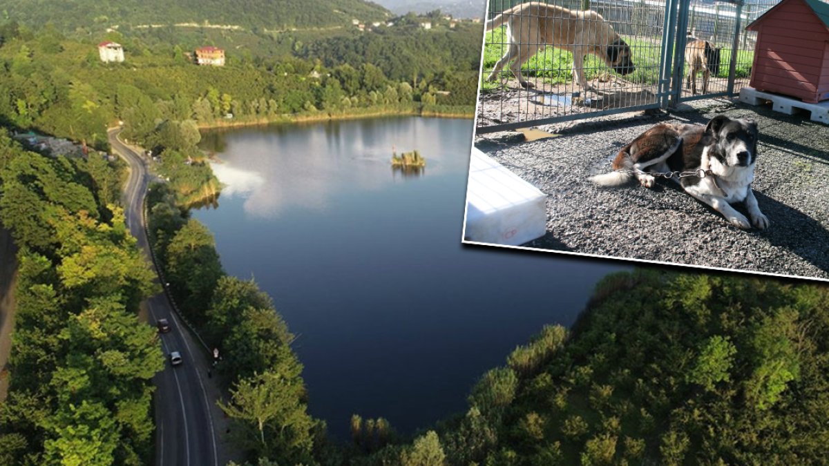 Resmi Gazete'de yayımlandı: Doğal sit alanlarına hayvan bakımevleri kurulabilecek