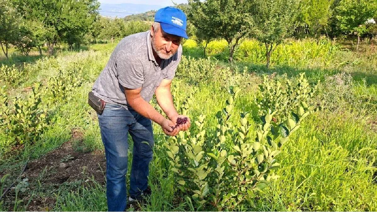3 yıl önce toprakla buluşturdu, bu yıl altın değerinde hasat aldı! Az bilinen meyveden çok kazanç: Kilosu 200 TL’den satışta