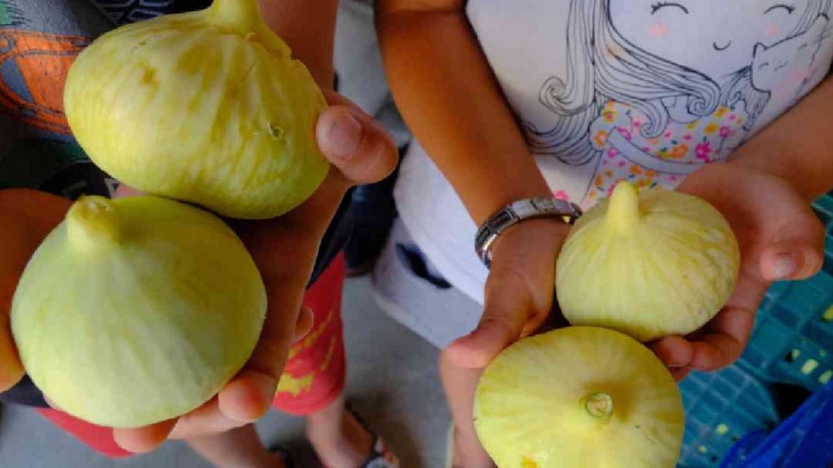 Bu sezon hasat yüzleri güldürdü! Mersin’in gözbebeğine ilgi büyük: 10 bin ton rekolte bekleniyor