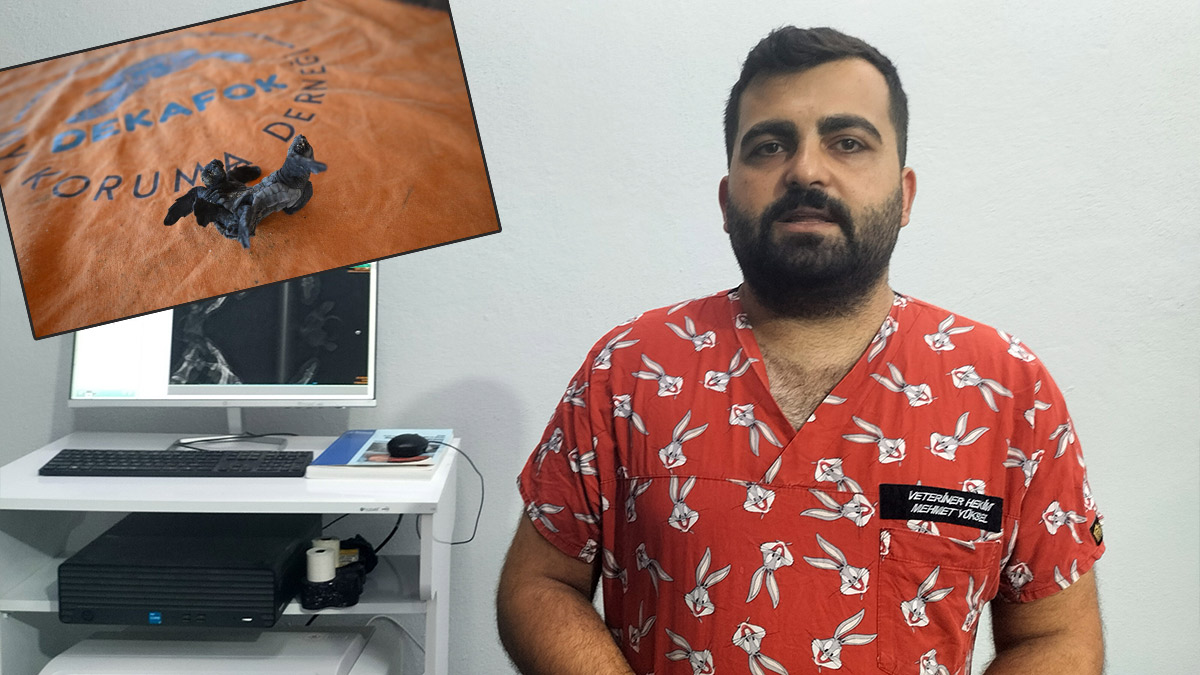 Antalya'da siyam ikizi yavru caretta caretta görüntülendi