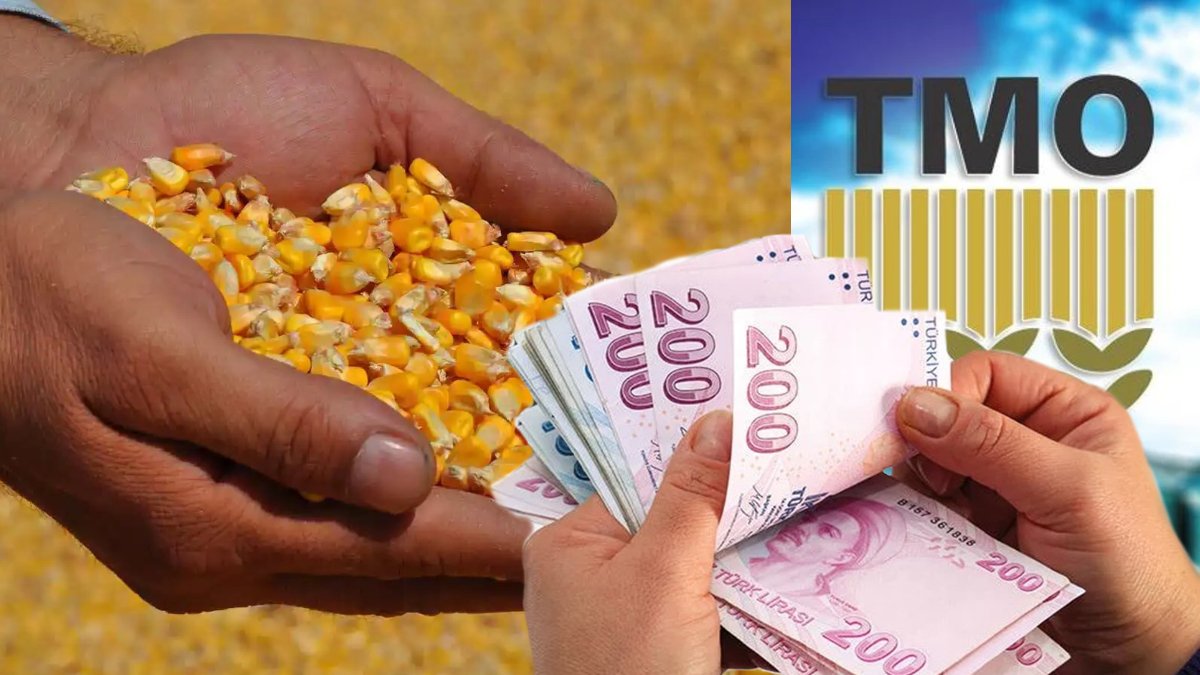 Çiftçiler dikkat! Mısır alım fiyatları açıklandı: Ton başına ne kadar destek verilecek?