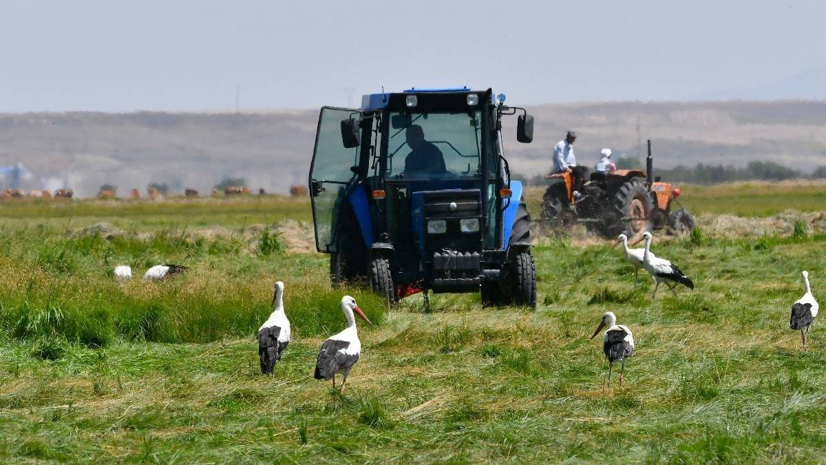 Hasat başladı leylek bereketi arttı! Çiftçinin en doğal misafiri: Tarlaları onlar süslüyor