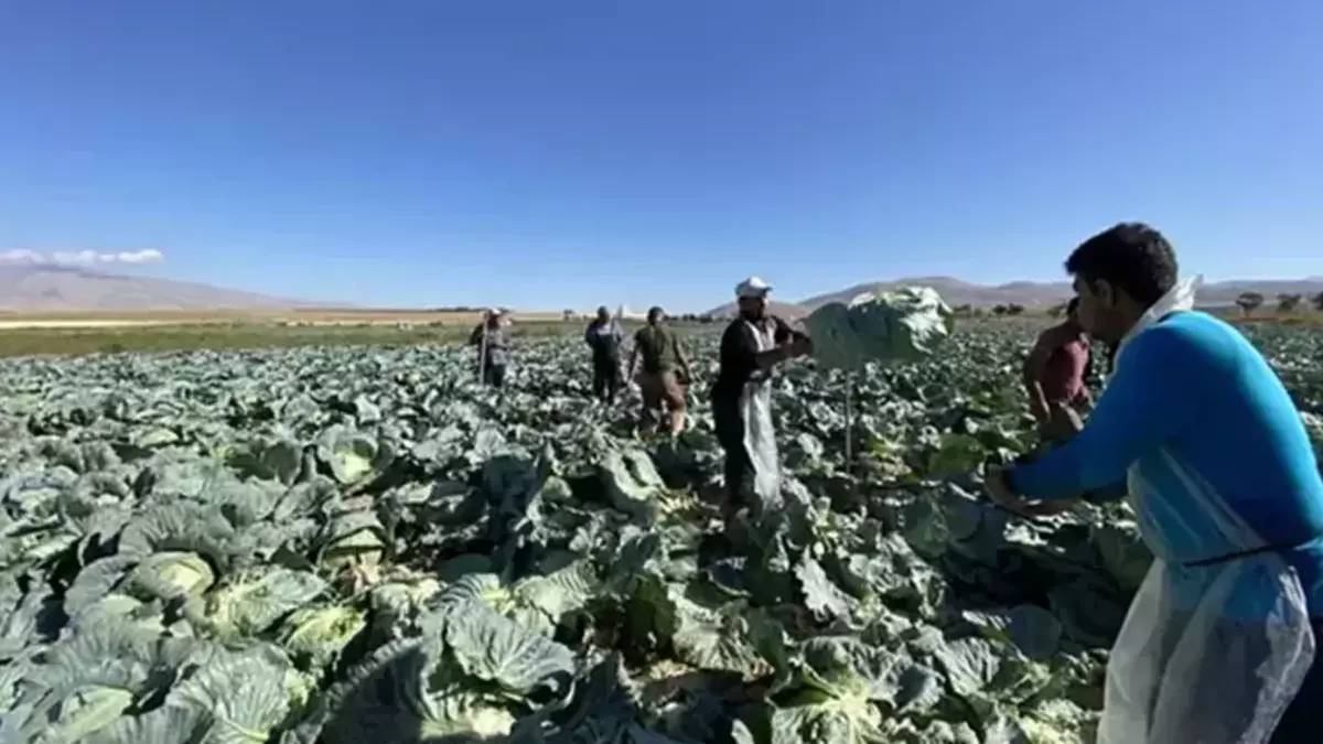 İş çok, yevmiye yüksek ama çalışan yok! ‘Emeğimiz tarlada kalmasın’ diyor, günlük 4 bin veriyorlar: Kimse yanaşmıyor