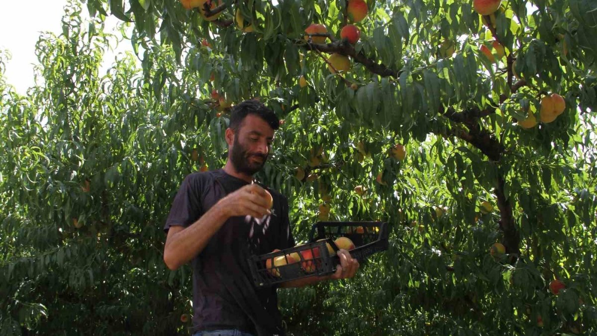 Çarşamba Ovası'nda son şeftali hasadı: Fiyatlar yükselişte ama maliyetleri karşılamıyor: Kilosu 100 TL'ye kadar çıktı