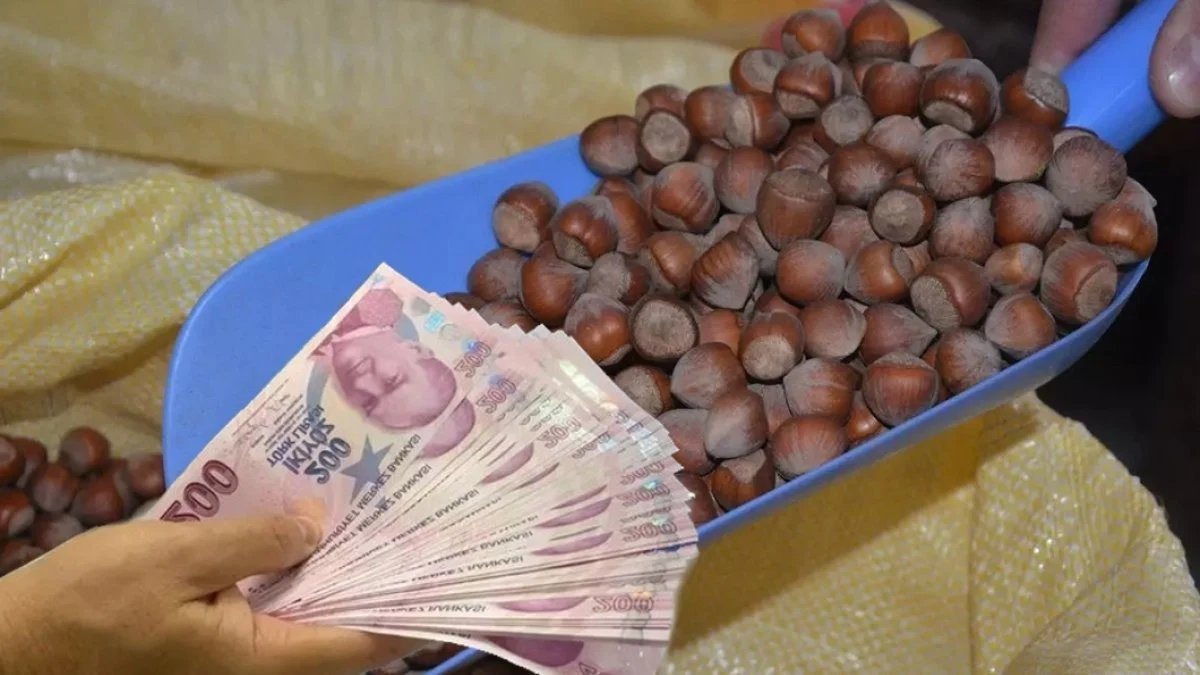 Fındık üreticisine müjde: Fiyatlar TMO'nun üzerine çıktı! Uzmanlardan 'Daha da yükselecek' uyarısı