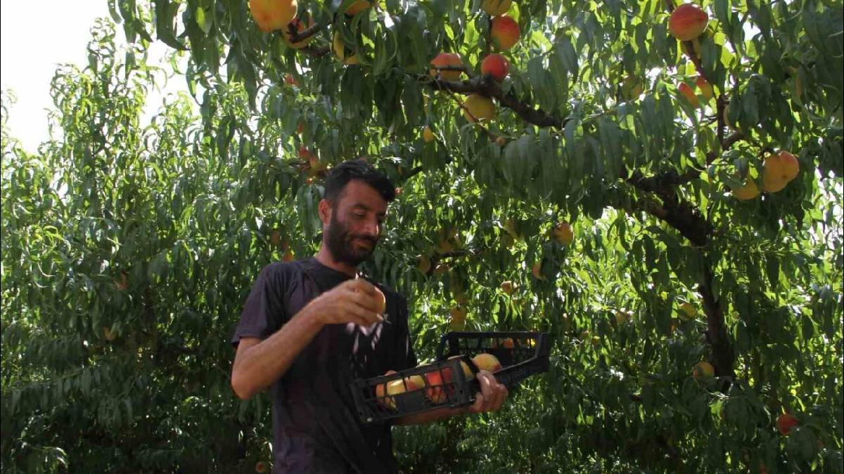 Arazisi küçük olsa da kazancı büyük! 20 dönümden 40 ton ürün alıyor: Kilosunu 100 TL’den havada satıyor