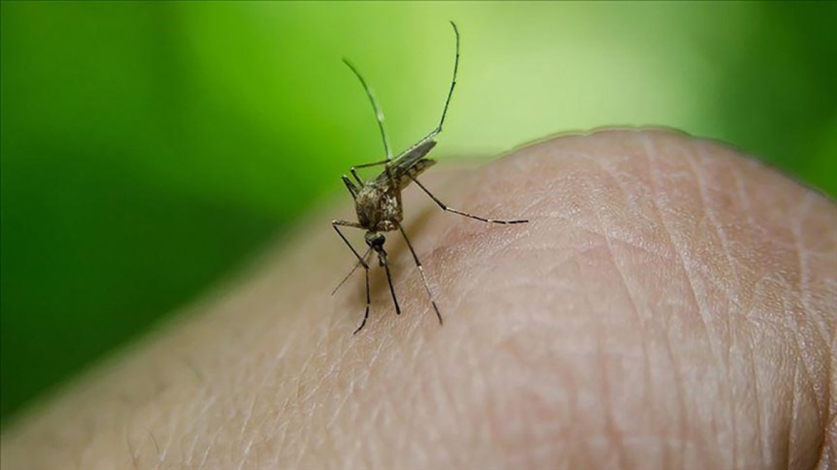 Bu şarkı sivrisinekleri 'etkisiz hale’ getirdi! Frekanslar sinekleri yordu: İlginç araştırma yeniden gündemde
