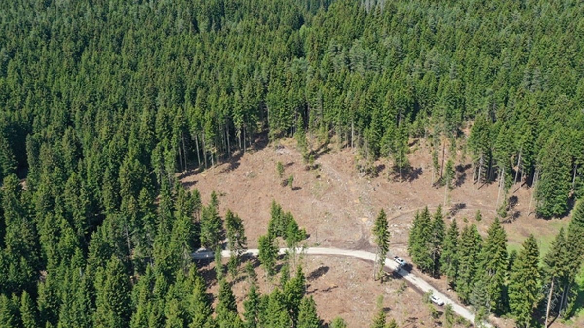 Samsun ve Zonguldak’taki ormanlık alanlarla ilgili düzenleme