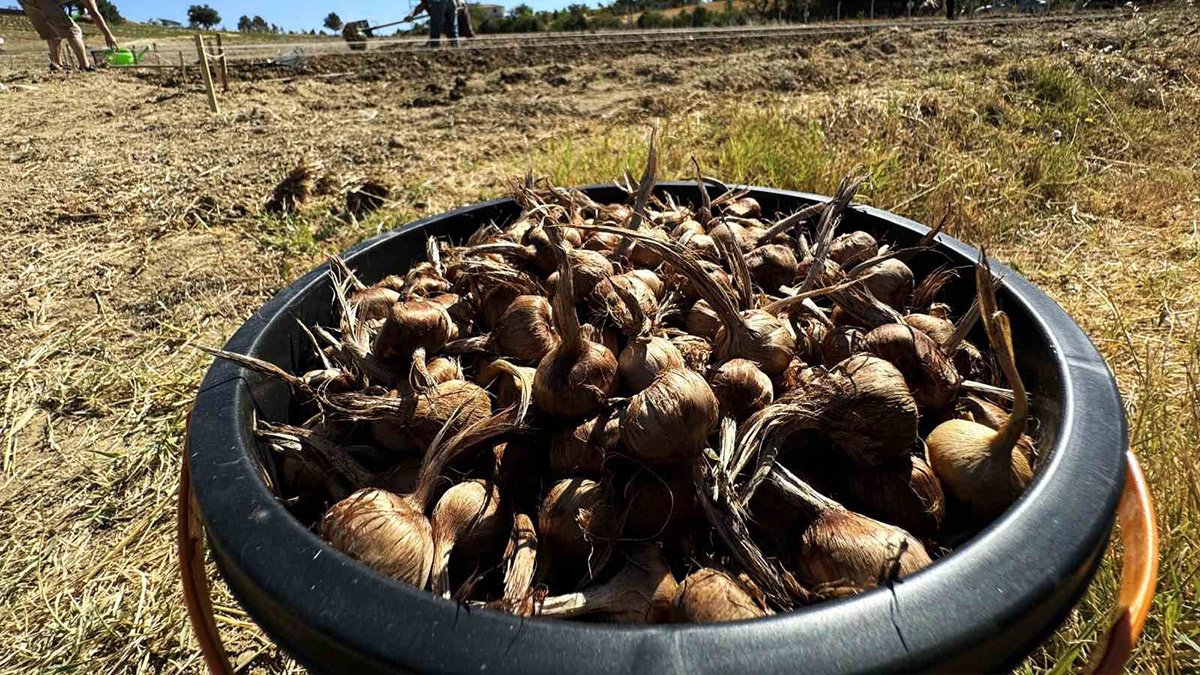Dünyanın en pahalı baharatı Safranbolu'da toprakla buluşuyor