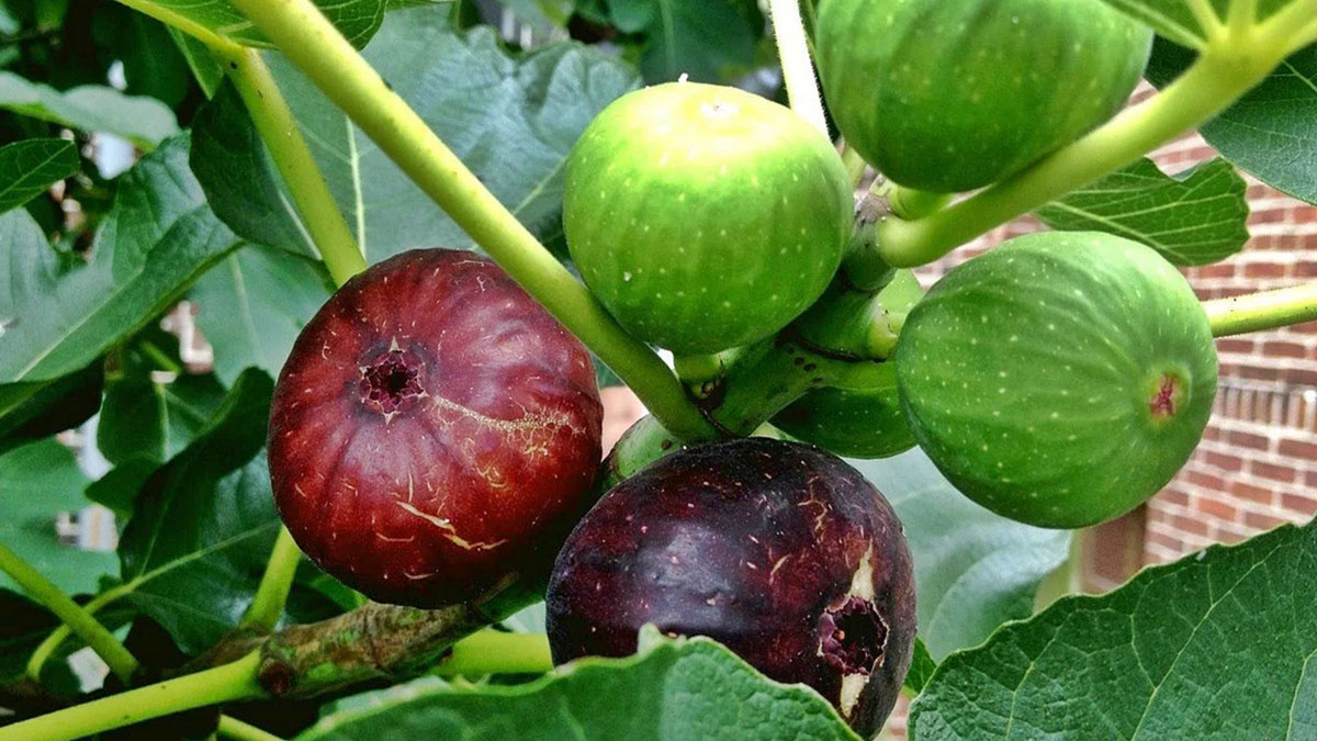 İncir ağaçları gezegenin yeni kahramanı olabilir! İklim krizine karşı ağaçların gizli gücü