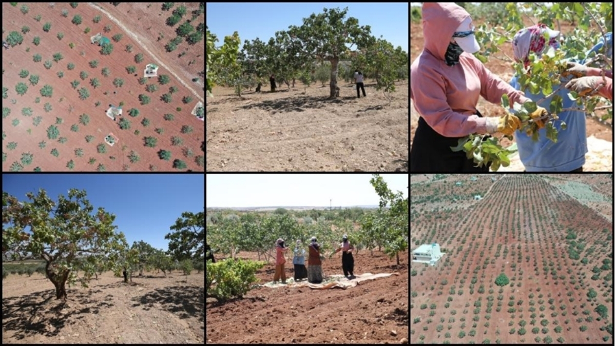 Fiyatlar üreticiyi güldürdü, cepleri doldurdu! Kilosu 700 liraya satılıyor: Duyan bu işe adım atmak istiyor