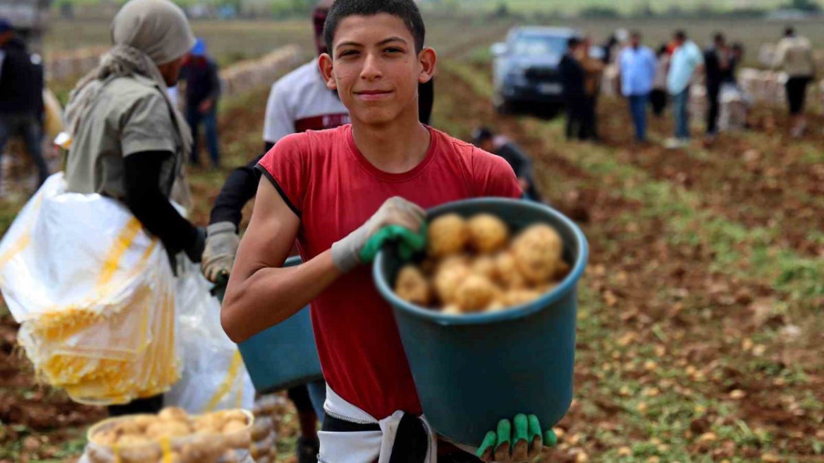 Fiyatı 7 TL’ye geriledi, kimse küçüklerinin yüzüne bakmıyor! Erkenci ürünler tarlada kaldı