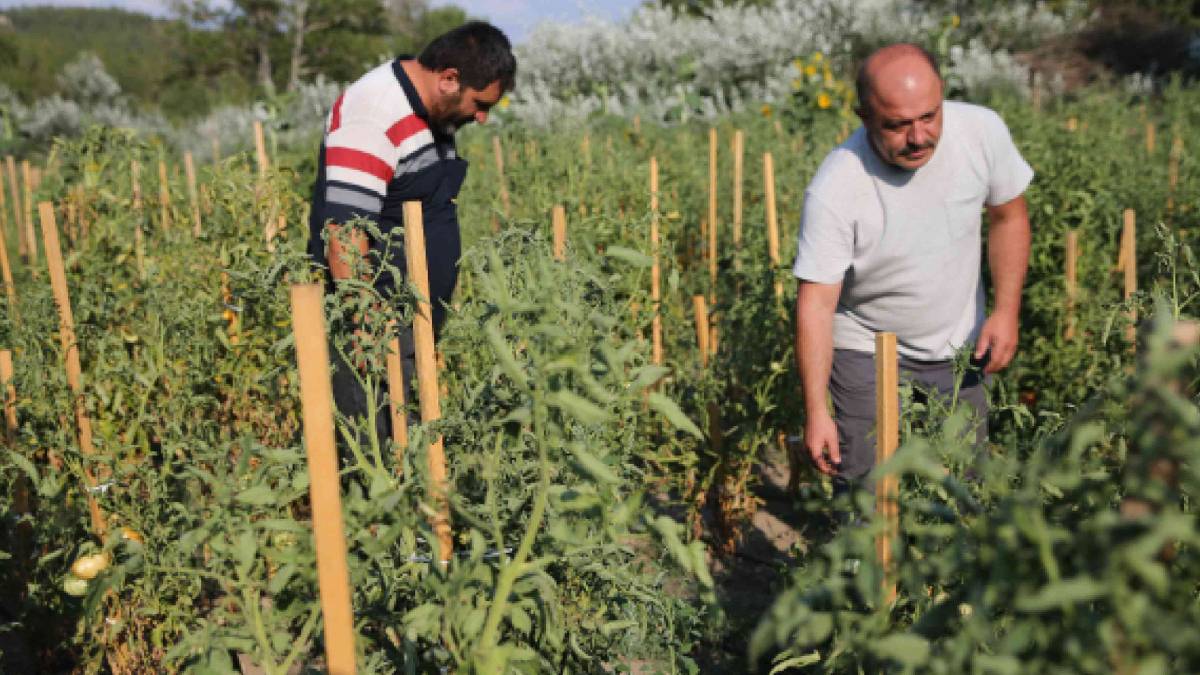 1100 dekarda yetişiyor, dekar başına 2 ton ürün veriyor! Coğrafi tescilli lezzet 70 liradan havada kapılıyor!