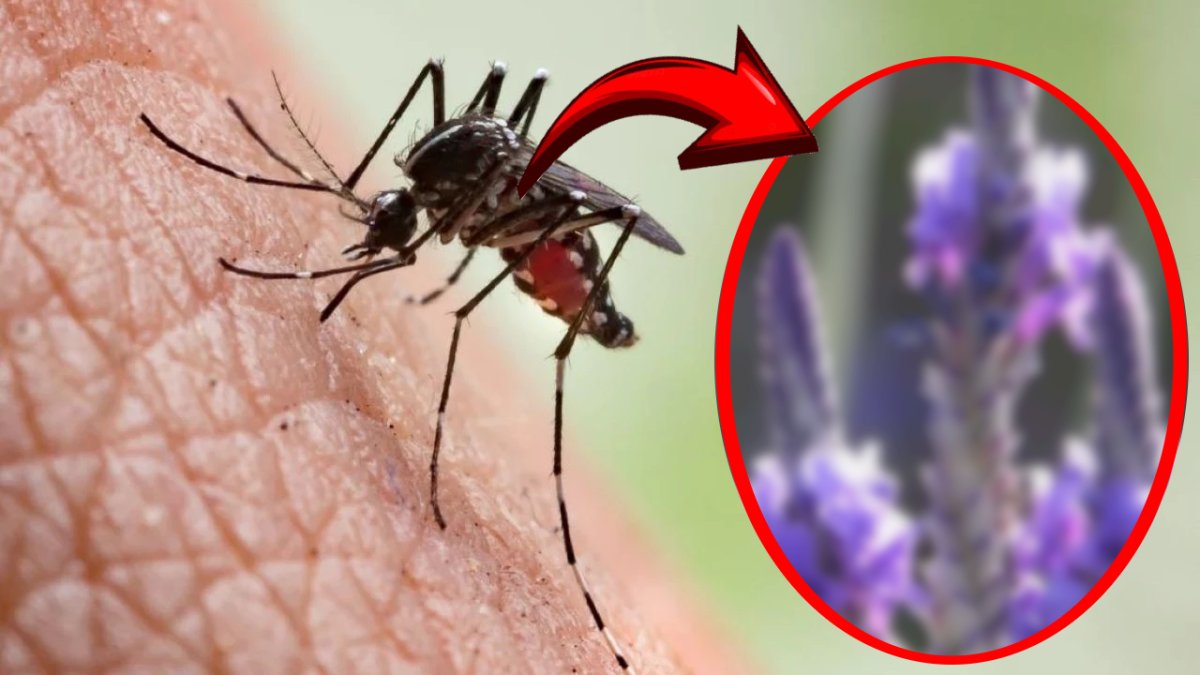 Yaz aylarının kabusu bitiyor: Evinizi ilaçlara gerek kalmadan böceklerden koruyun