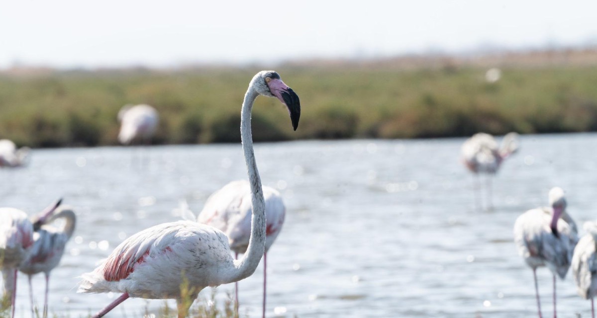 İZDENİZ'in Flamingo Yolu turları yeniden başladı