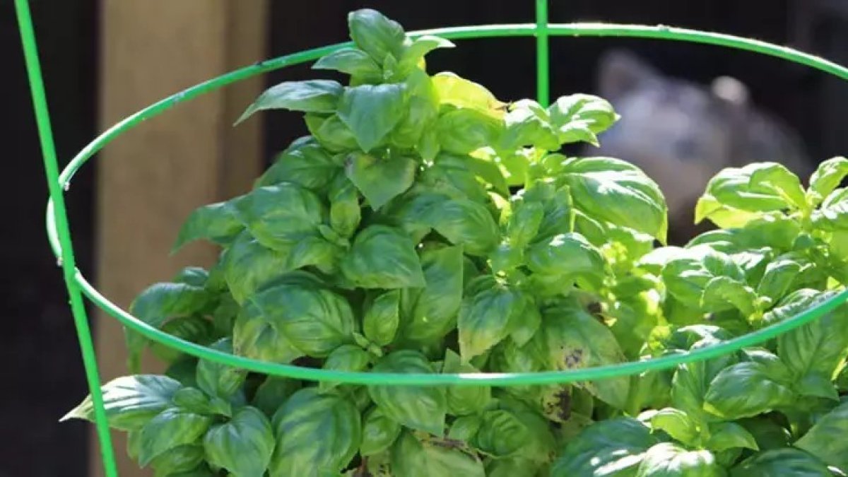 Evde kolayca yetiştirebileceğiniz bitki: Fesleğen! Sadece lezzet katmıyor, vücutta şifa dağıtıyor
