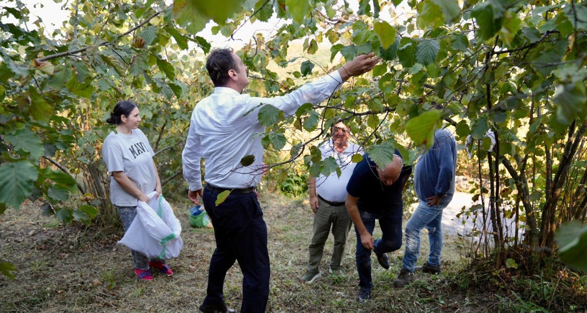 Fındık üreticileri fiyatlardan memnun değil: “Maliyetler karşılanmıyor”