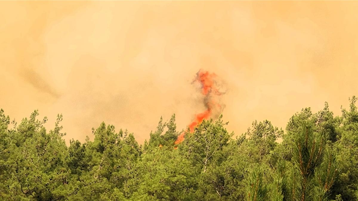 Orman mühendislerinden 'ağaçlandırma' uyarısı: Yanan alanlarda tür değişikliği yapılmamalı