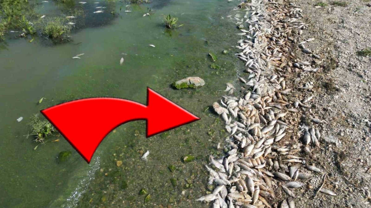 O ilimizde korkutan manzara! Yüzlerce balık kıyıya vurdu: Sebebi belli oldu