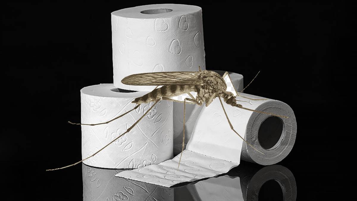 Sivrisinek kabusuna İspanyol çözümü! Ne ilaç var ne cihaz: Basit yöntemle gece rahat uyuyun