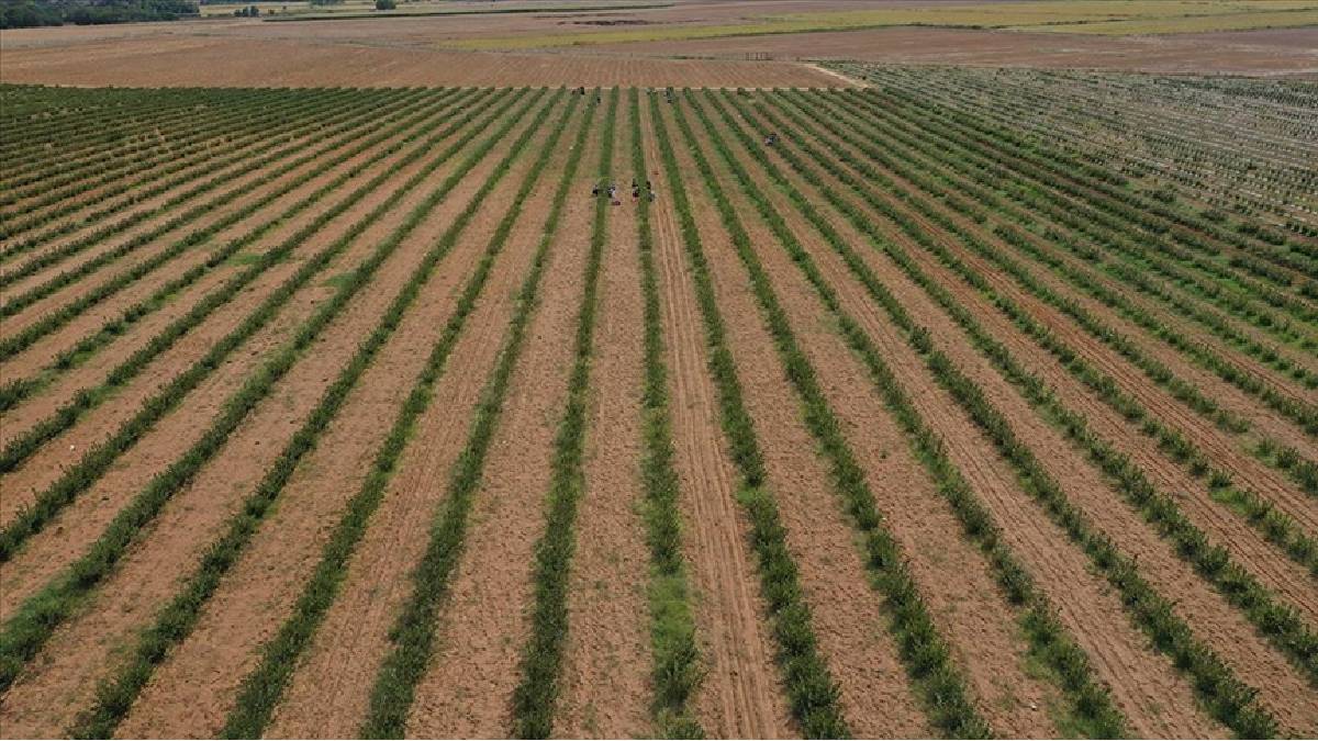 Yüksek kazançlı tarım mucizesi! Kilosu tam 500 TL: Ekmek kolay, kazancı ise olay!