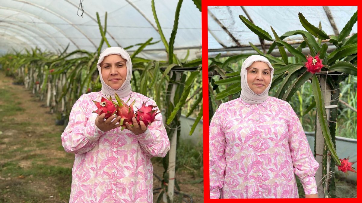 Samsun'da bir ilk: Kadın girişimci, Çarşamba Ovası'nda yetiştirdiği ejder meyvelerinde hasada başladı