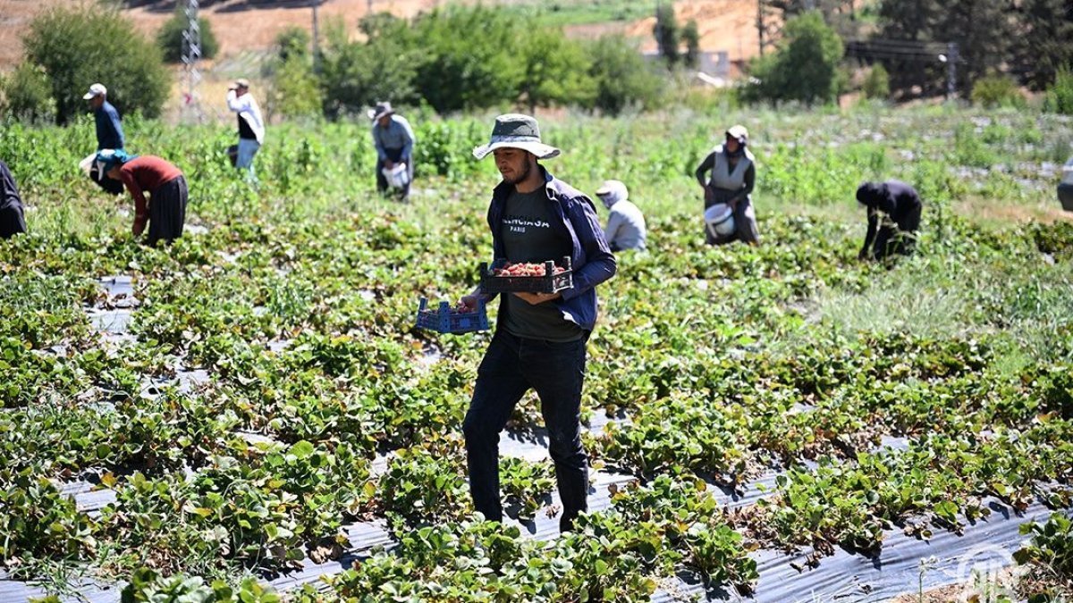 Çilek sezonu bir tek orada bitmedi! 5 bin ton üretiyor 50 ülkeye gönderiyor