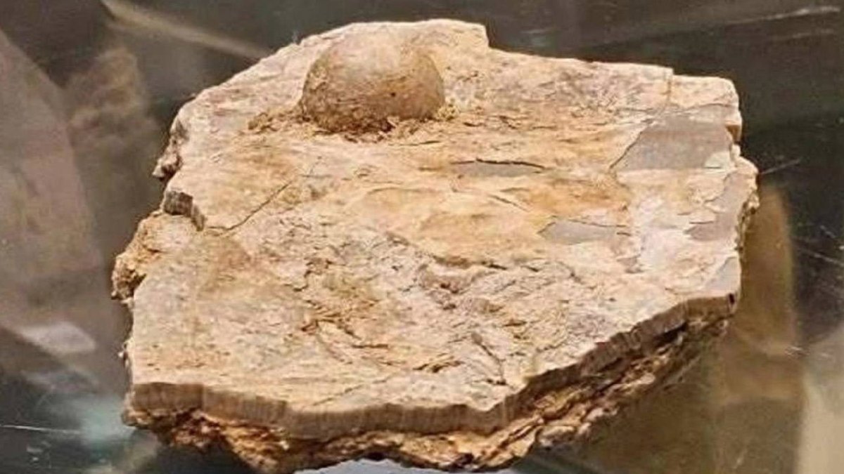 Avustralya’da 100 milyon yıllık fosil inci bulundu