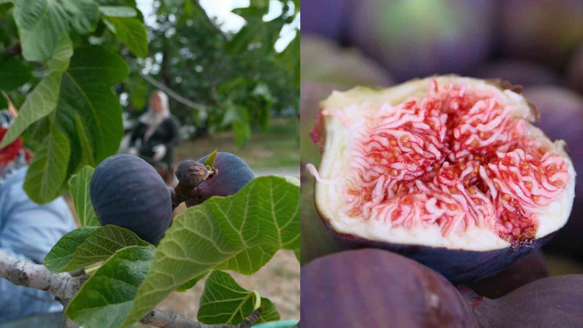 İngiltere Düşesi bile bunu tüketti: 'Kraliçe' incirinde hasat başladı! Zirai dona rağmen fiyatlar üreticiyi mutlu etti