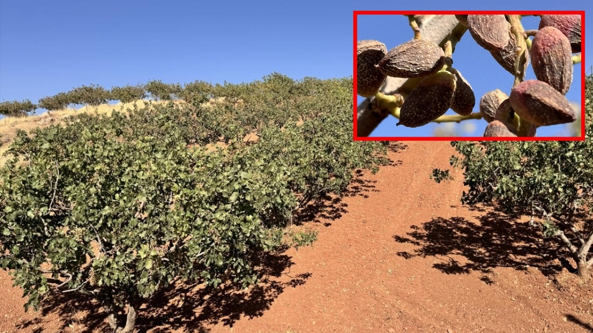 Her yıl Eylül’de yapılırdı, bu yıl erken başladı! Kuraklık çiftçiyi korkuttu ama mahsul daldan fışkırdı