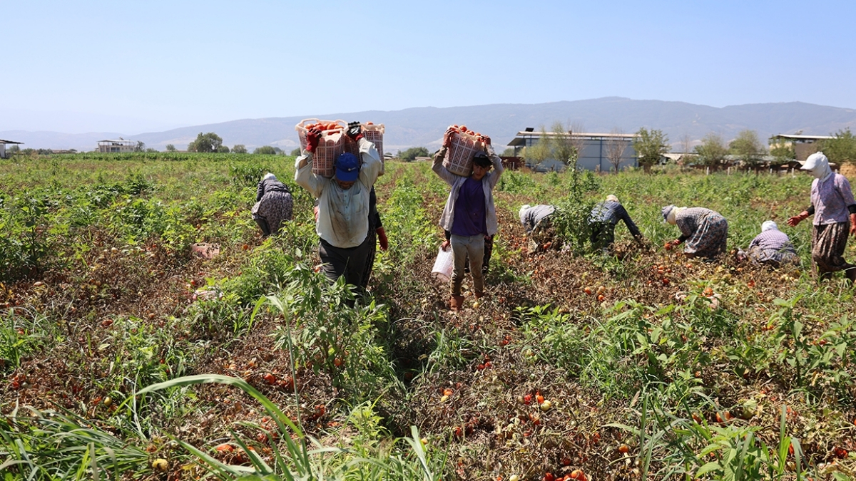 Bölgenin en önemli tarımsal ürünü sofraları taçlandıracak! Coğrafi işaretli üründe hasat başladı