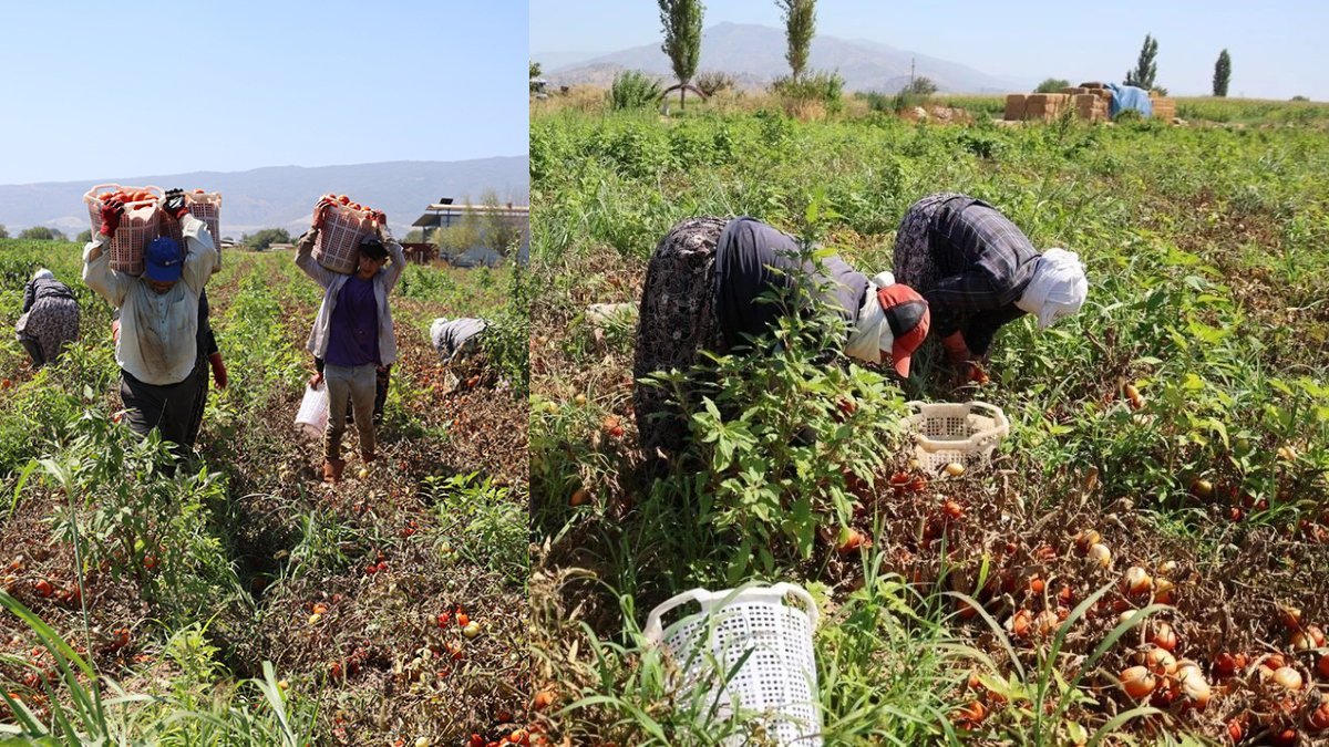 Aydın'da 45 derecede ekmek mücadelesi: Domates işçileri çöl sıcaklarına meydan okuyor